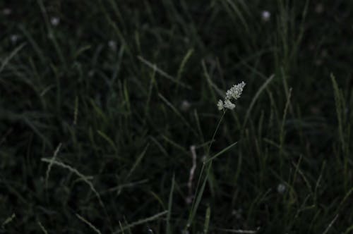 Free stock photo of blade of grass, meadow, nature