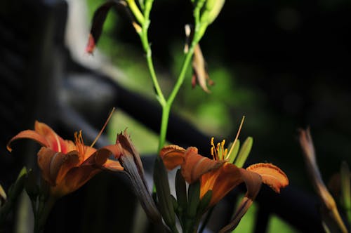 Free stock photo of flower, lily, orange