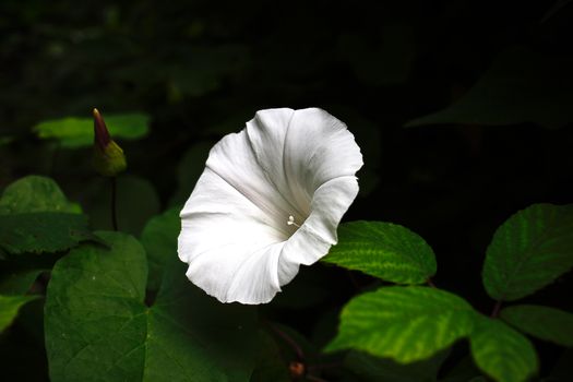 White Flower in Close Up Photography