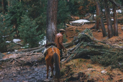 Man in Brown Jacket with Brown Horse in the Forest