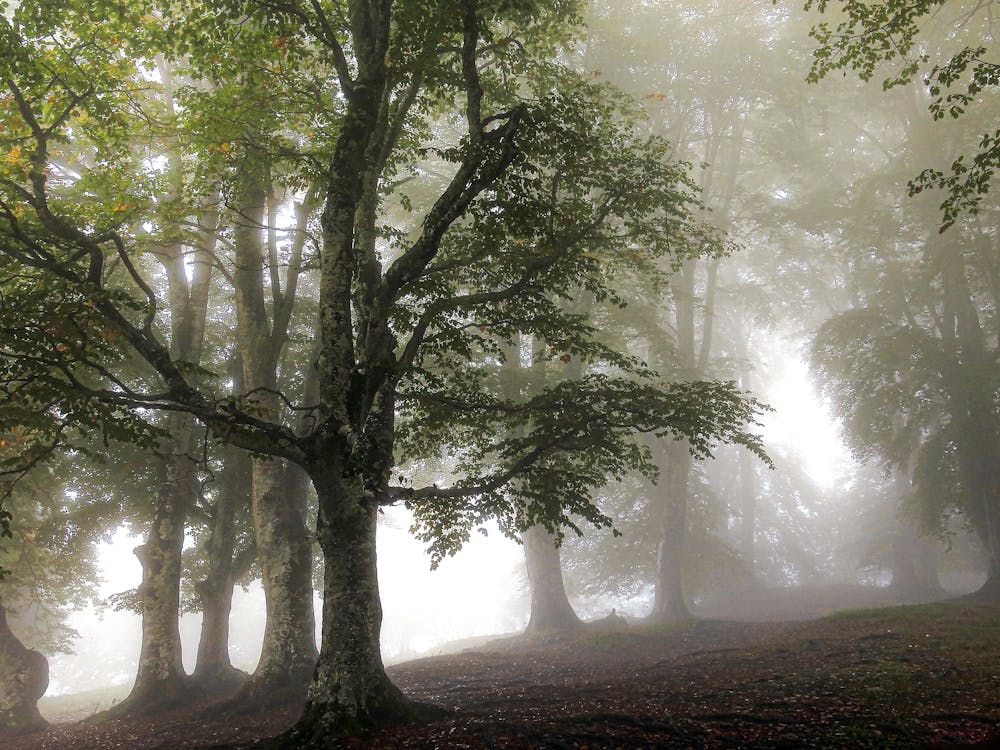 有薄霧的, 有霧的, 森林 的 免费素材图片