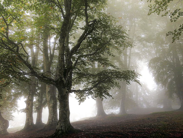 Trees On A Foggy Forest