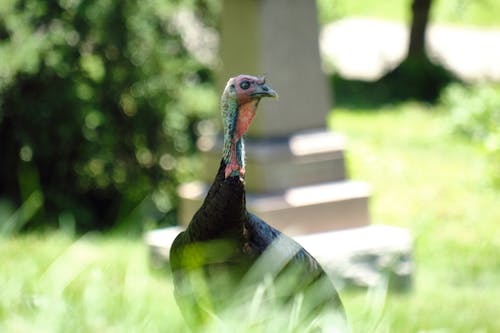 Free A Turkey Standing on the Grass Stock Photo