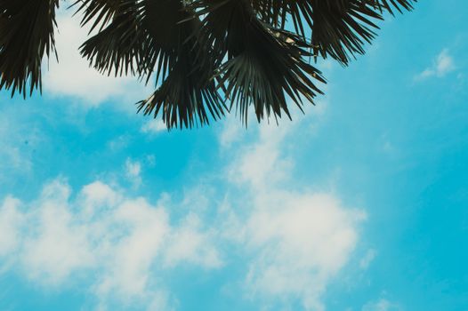 Palm fronds framing a bright blue sky with clouds in Đắk Ya, Gia Lai, Vietnam.