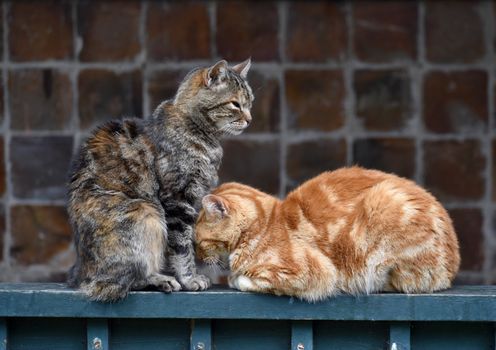 Two tabby cats peacefully resting on a wooden surface, showcasing animal companionship.