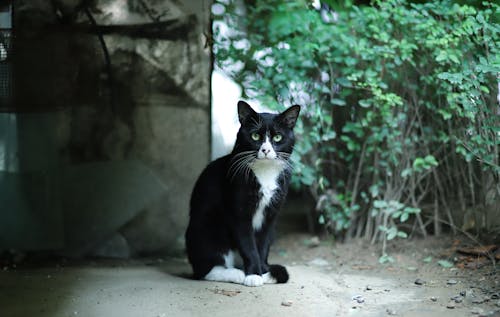 Kucing Dekat Tanaman