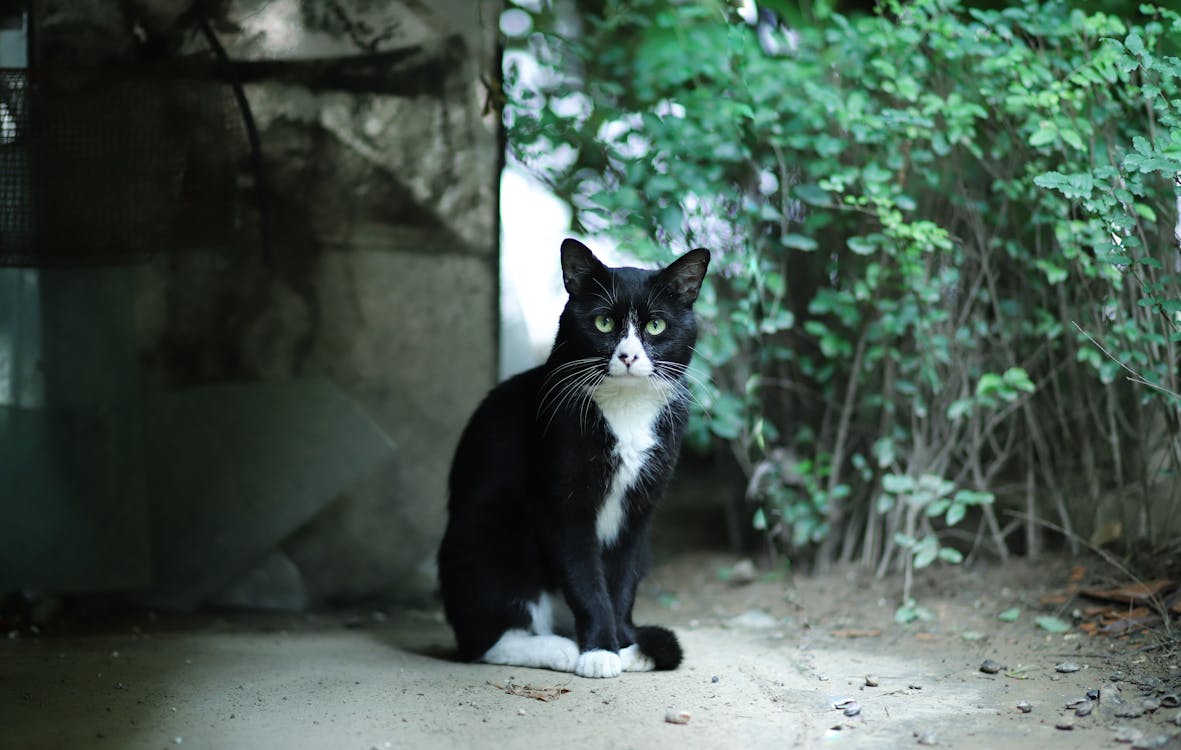 Katze In Der Nähe Von Pflanzen