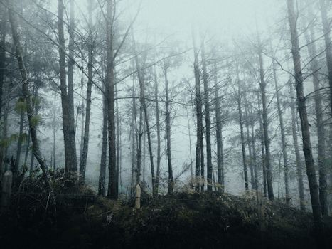 Serene view of a dense, misty forest with leafless trees shrouded in fog.