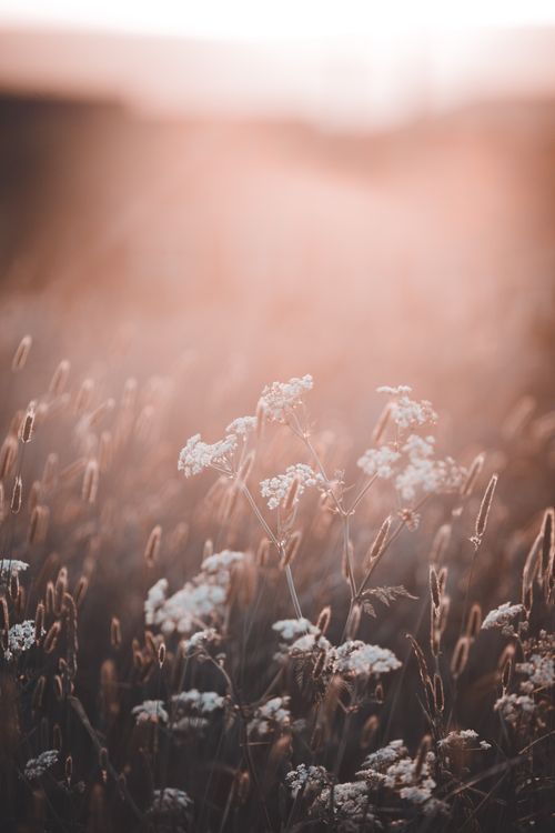 Free A dreamy field of wildflowers bathed in warm sunset light, capturing the serene beauty of nature. Stock Photo