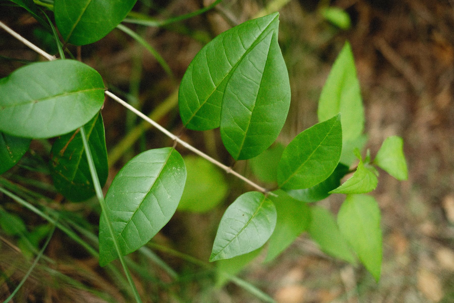 Green leaves in natural light