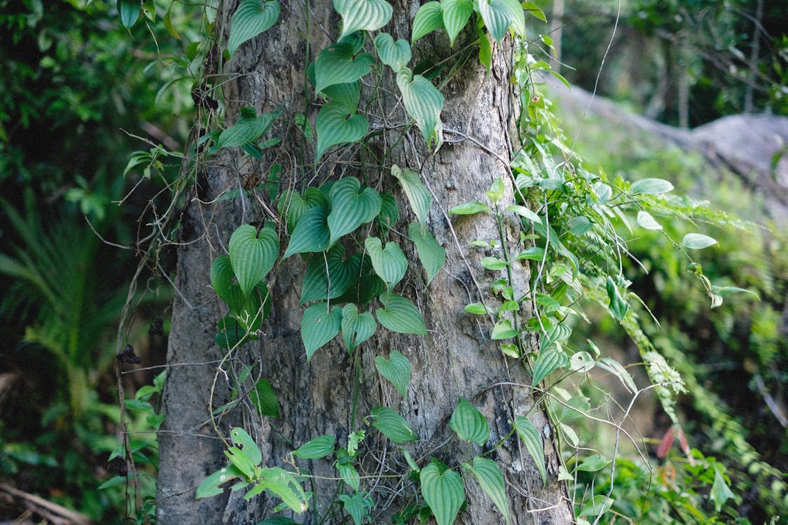 Green Leaves on a Brown Tree Trunk