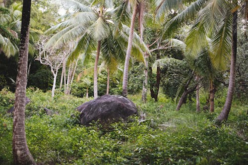 Gratis Immagine gratuita di alberi di cocco, foresta, impianti Foto a disposizione
