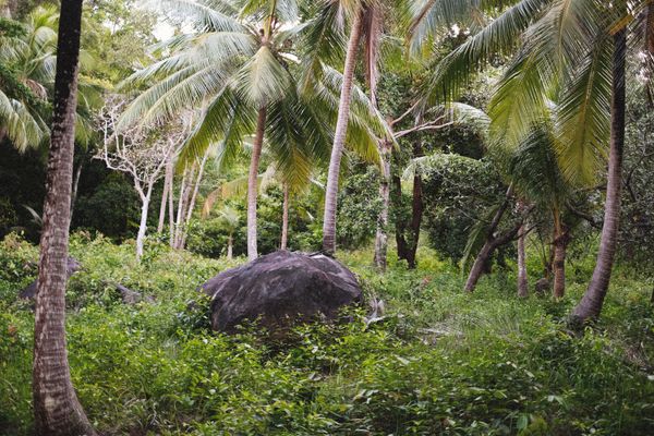 Vallée de Mai Tour