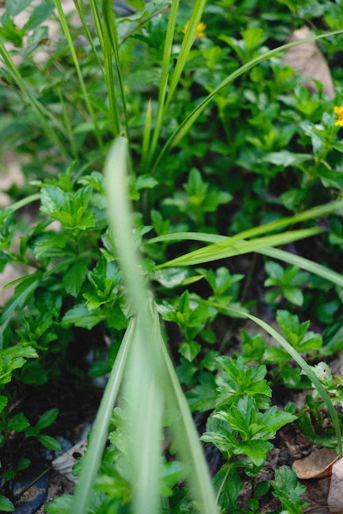 Close-up Photo of a Green Leafy Plant 