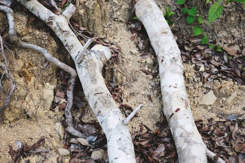 Tree Branches on Dirt Ground