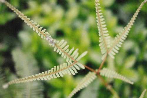 Close-up Photo of Fern Leaves 