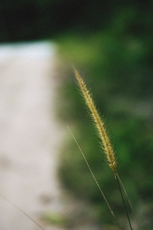 Cogon Grass in Close Up Shot