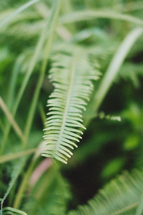 Green Leaf in Close Up Photography