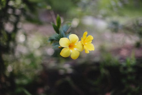 Yellow Flowers in Close-up Photography