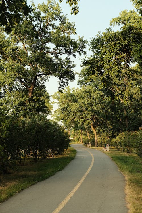 Empty Curved Asphalt Road Between Trees