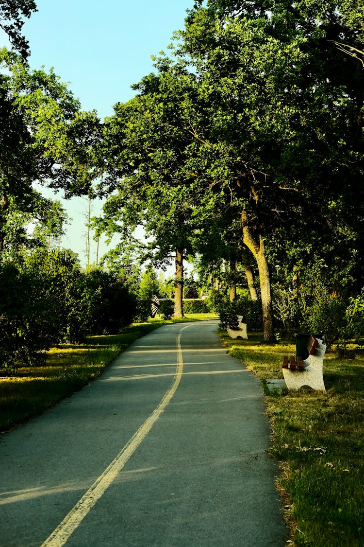 Park Path Between Trees