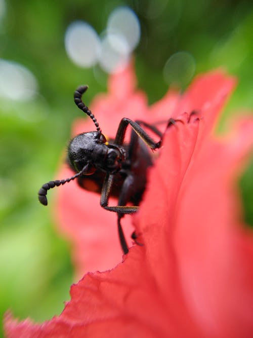 Darmowe zdjęcie z galerii z fotografia owadów, owad, pionowy strzał