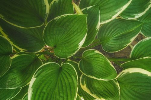 Free Vibrant heart-shaped hosta leaves with veined textures create a lush, natural aesthetic. Stock Photo
