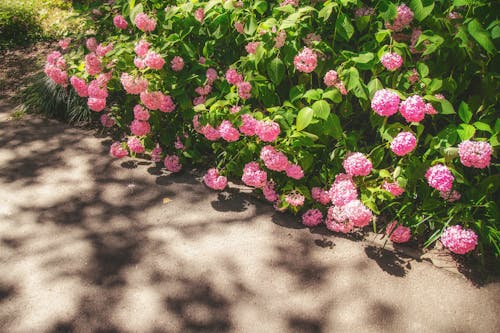 Pink French Hydrangea Flowers