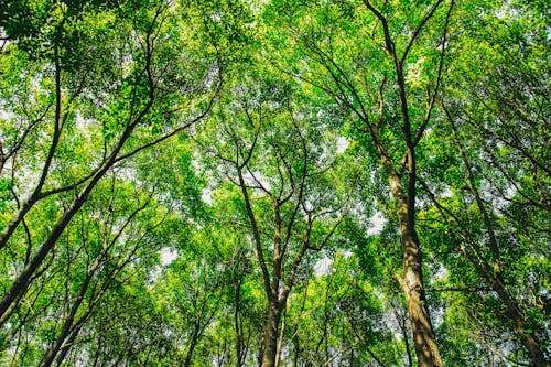 Imagine de stoc gratuită din arbori, codru, natură