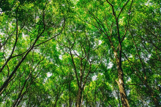 Looking up into a dense, vibrant forest canopy filled with lush green leaves on a clear day.