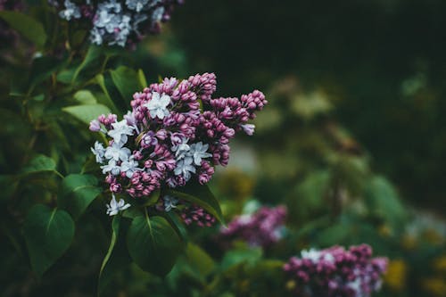 Purple and White Clusters of Flowers