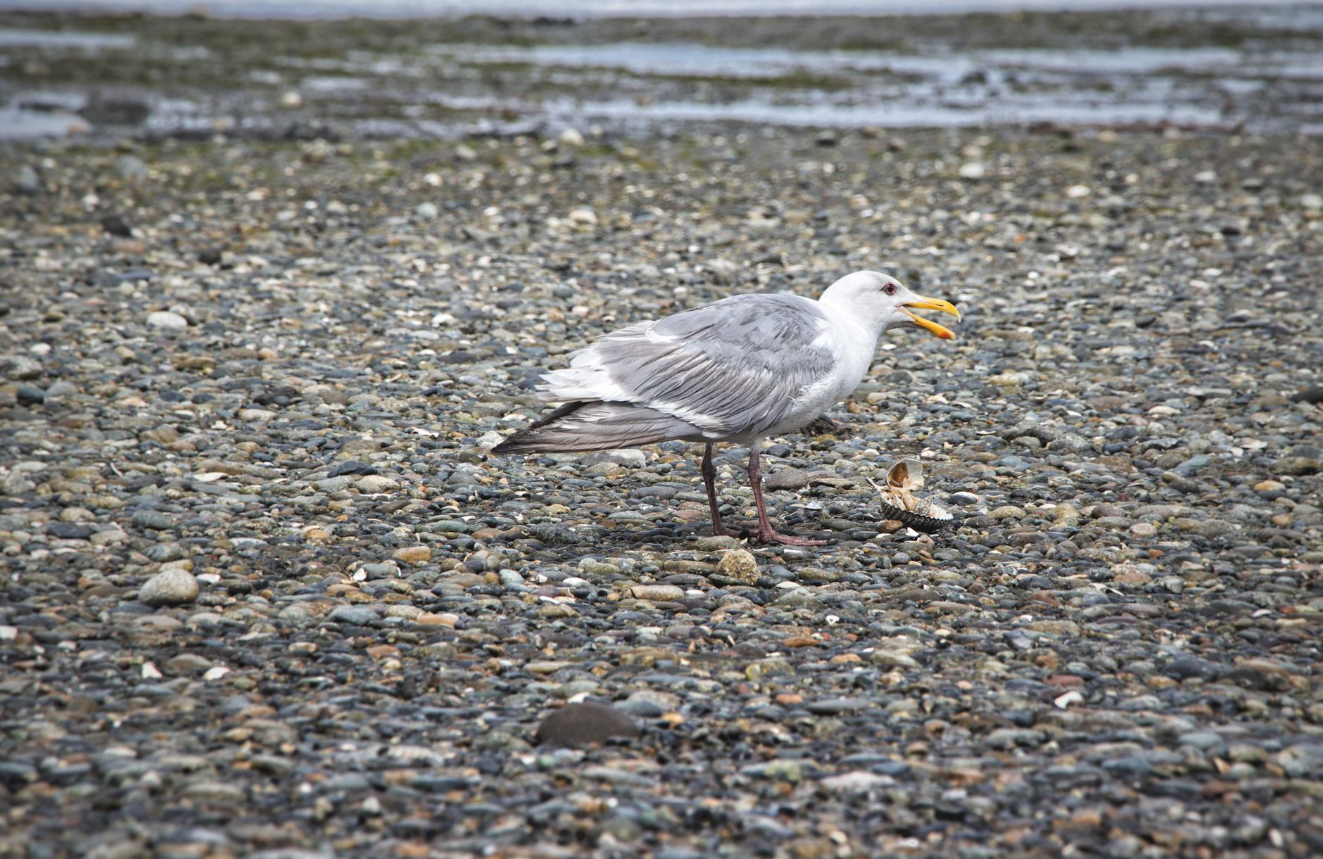 The Seagull