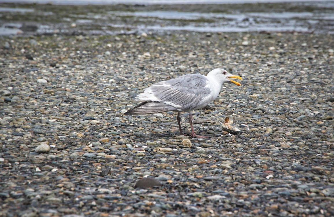 Seagull on the Ground