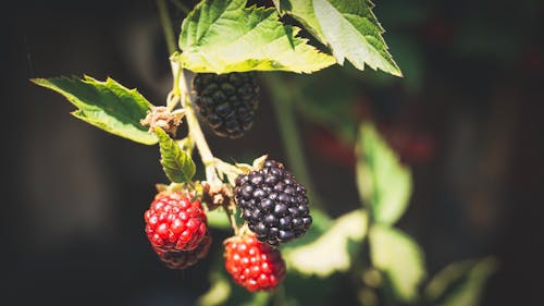 Selektive Fokusfotografie Von Beeren