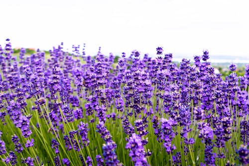 Purple Flower Field