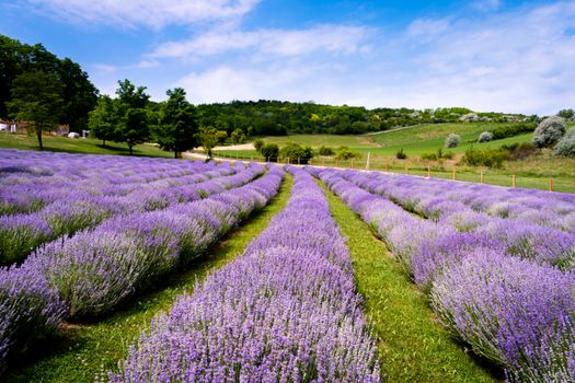 A vibrant lavender field in full bloom under a clear summer sky in Kőröshegy, Hungary.. pexels, vibrant, lavender