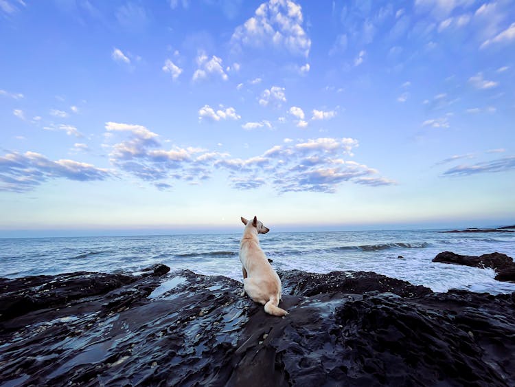 Back View Of A Dog Sitting Near The Ocean 