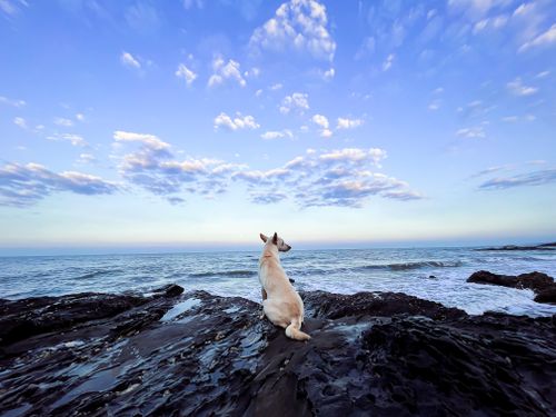 Free A dog sits on rocky shore, gazing at the vast ocean under a clear blue sky. Stock Photo