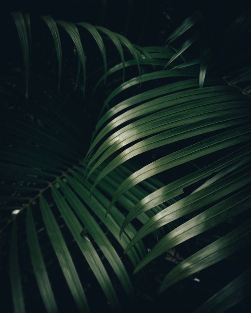 Free Close-up of dark green palm leaves with a black background. Stock Photo