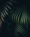 moody green