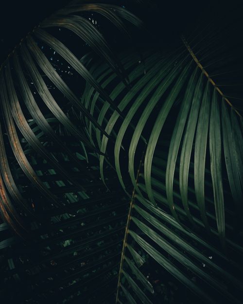 Free An artistic close-up of palm leaves creating a moody, natural pattern in the darkness. Stock Photo