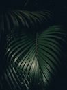 Close up of Leaves