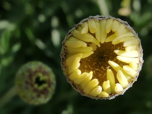 花, 雛菊, 骓 的 免费素材图片