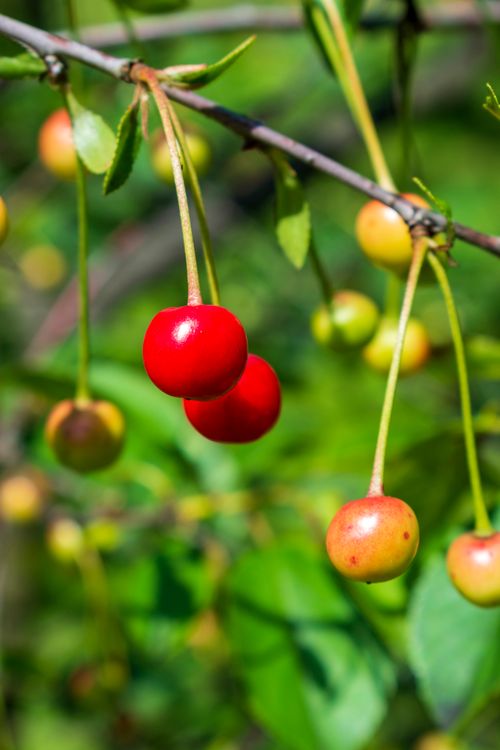 Free stock photo of agricultural, agriculture, branch Stock Photo
