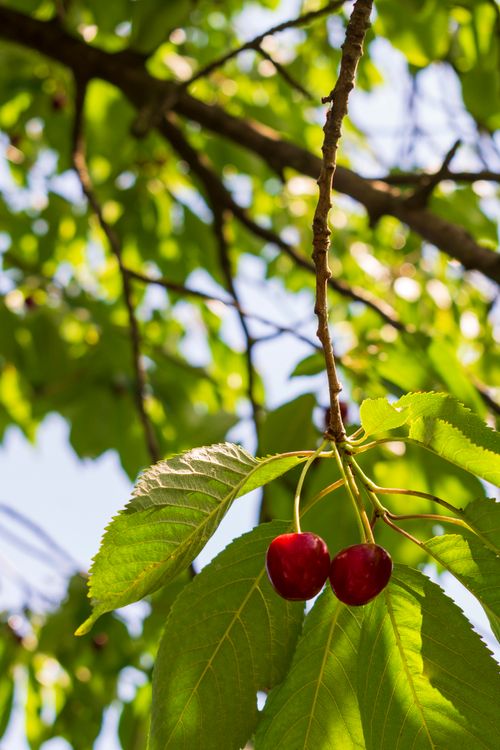 Free stock photo of agricultural, agriculture, branch Stock Photo