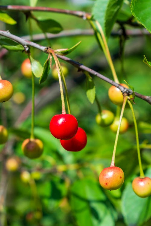 Kostnadsfri bild av bär, färska frukter, gröna löv