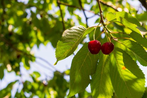 Free stock photo of agricultural, agriculture, branch Stock Photo