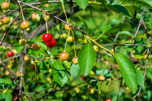 Free stock photo of agricultural, agriculture, branch Stock Photo