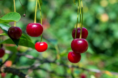 Free stock photo of agricultural, agriculture, branch Stock Photo