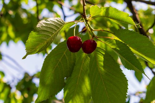 Free stock photo of agricultural, agriculture, branch Stock Photo